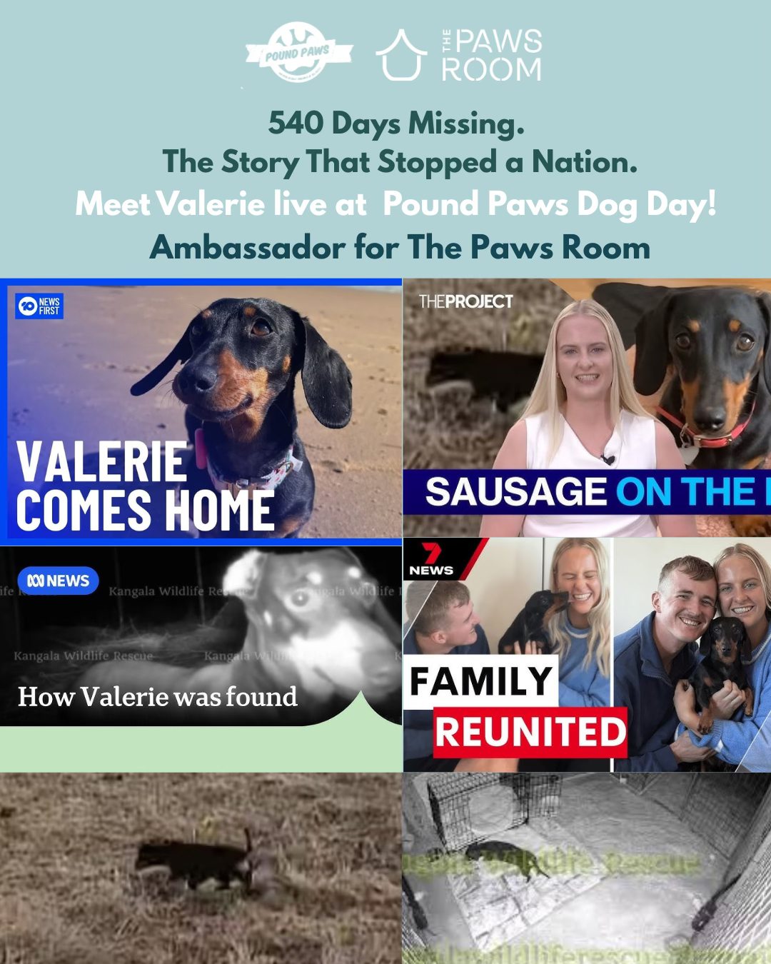 From Lost to Loved: How Valerie the Dachshund is Helping Rescue Dogs Find Home — With a Little Help From The Paws Room