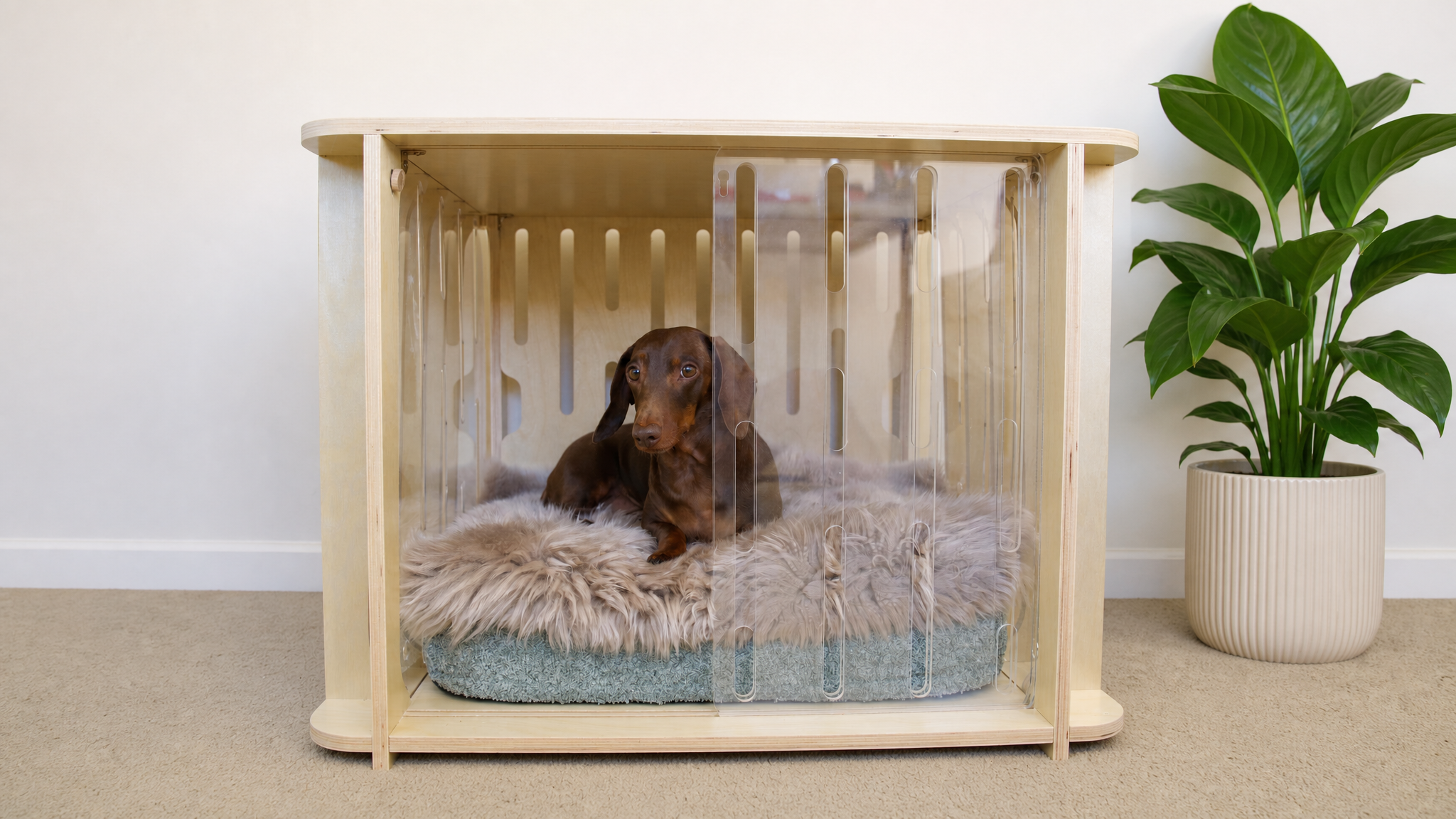 The Paws Room