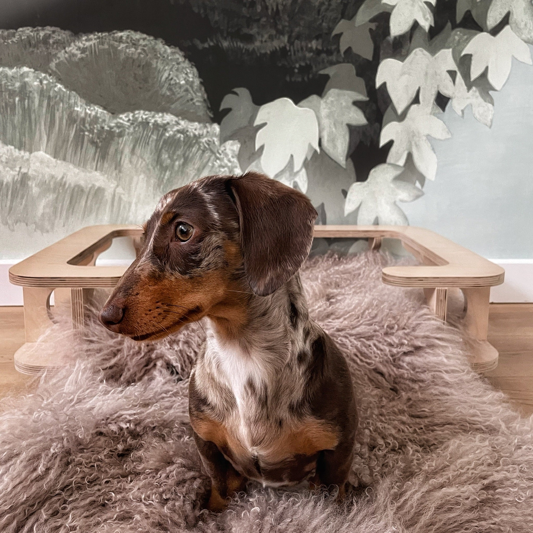 Teddy Crate Care Bundle - from Puppy to Adulthood