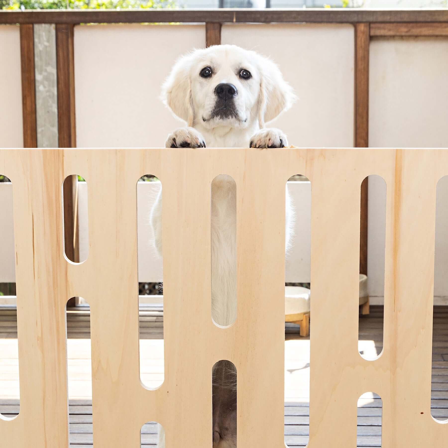 A puppy standing behind the 'Buddy The Modern Puppy Pen' made of wood