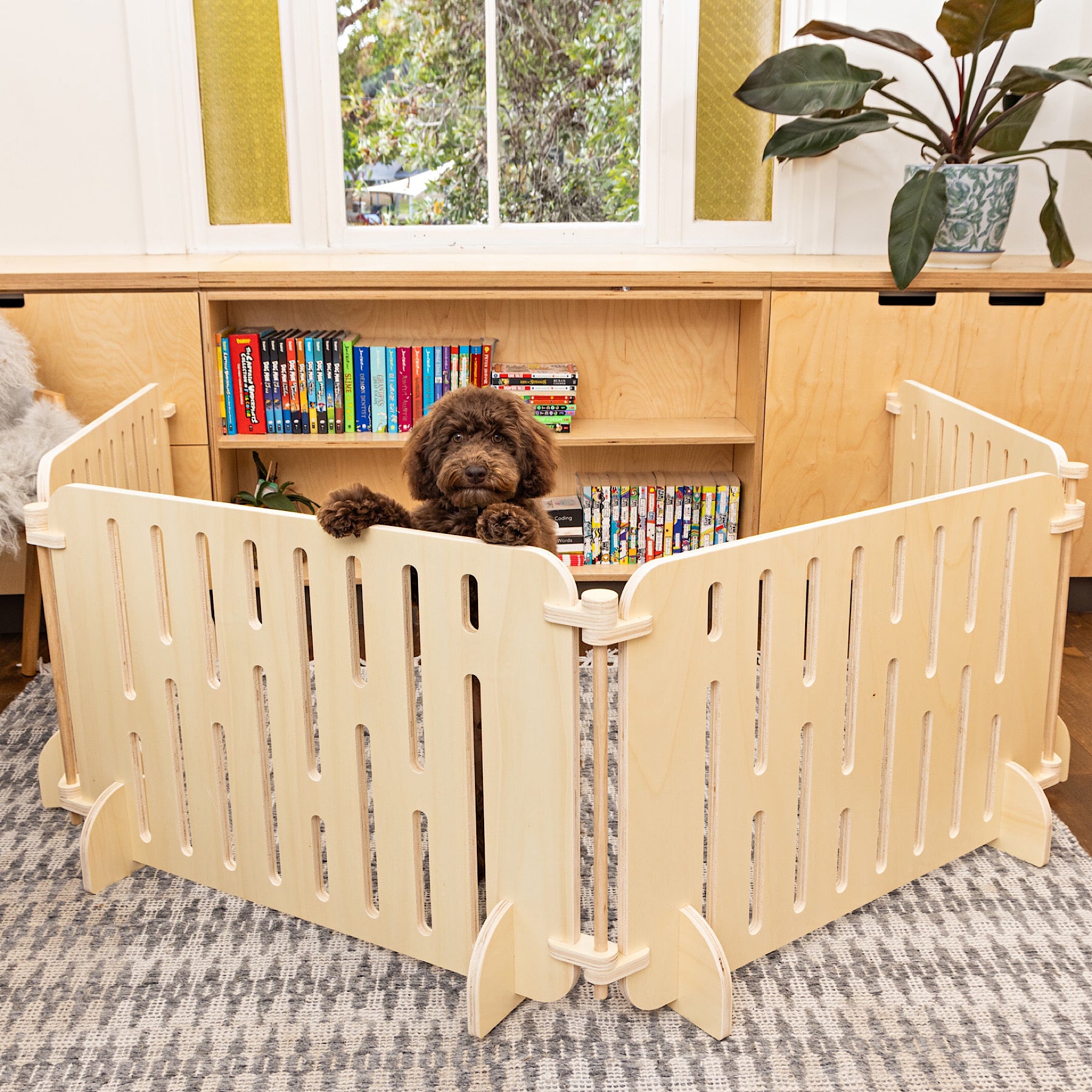 Moodle puppy jumps up to look over his Buddy playpen
