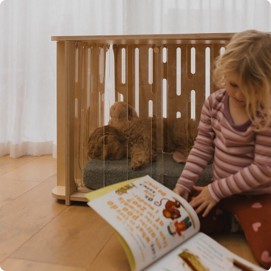Child reading beside a Cavoodle relaxing in a birch Teddy crate within the family living space.