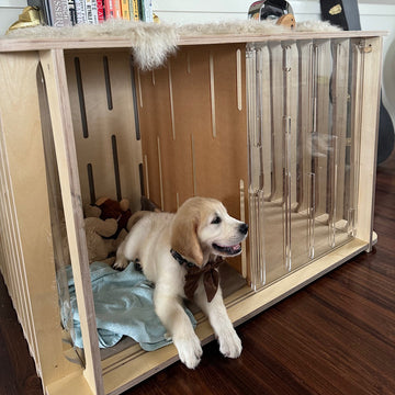 Mastering Puppy Crate Training: Expert Tips for Success