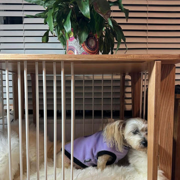 The Aussie Dog Showroom is where pet parents find the dog products their dog will love