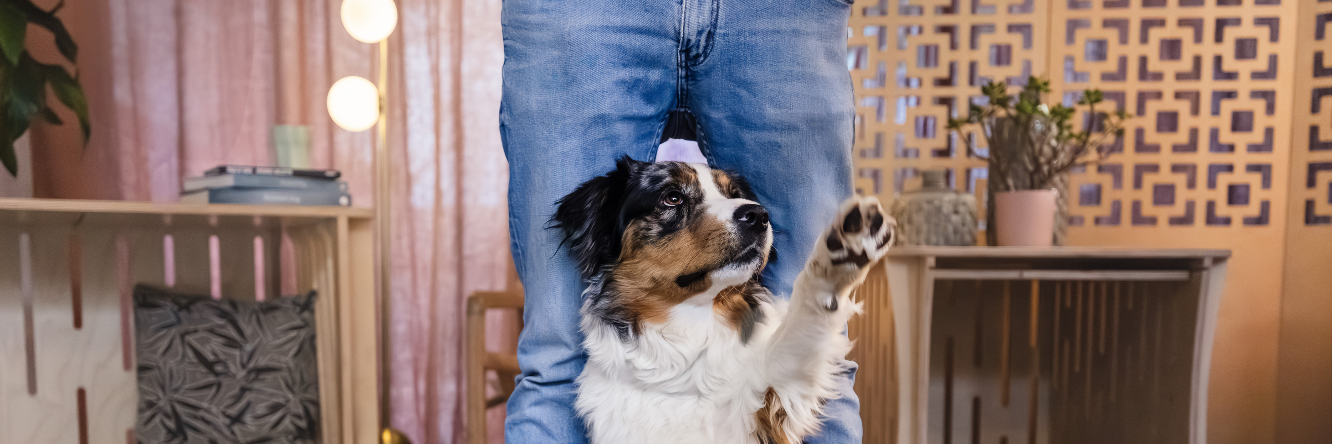 Paws Up For Black Friday