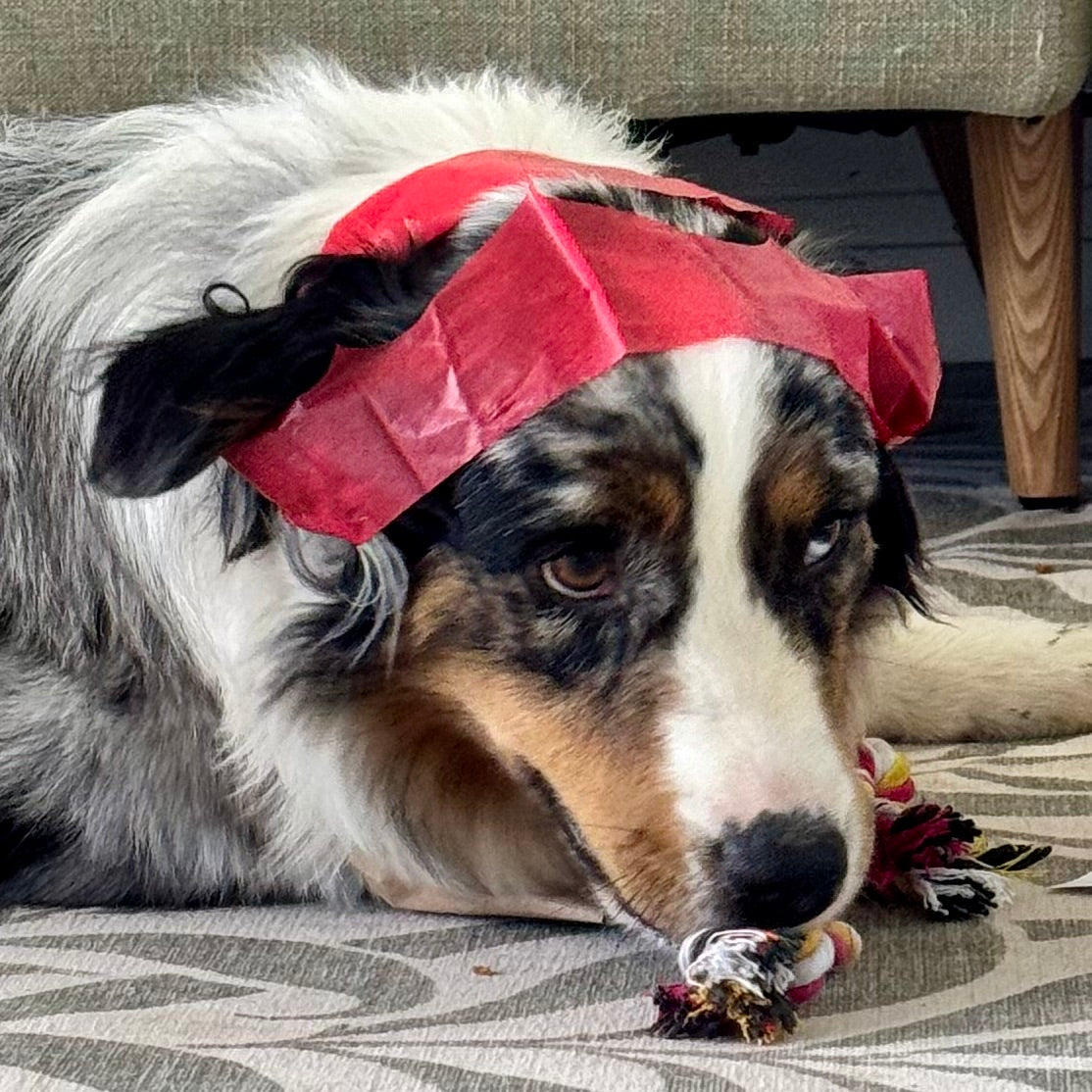 No Bang Christmas Dog Crackers with Fun Gift (Set of 2)