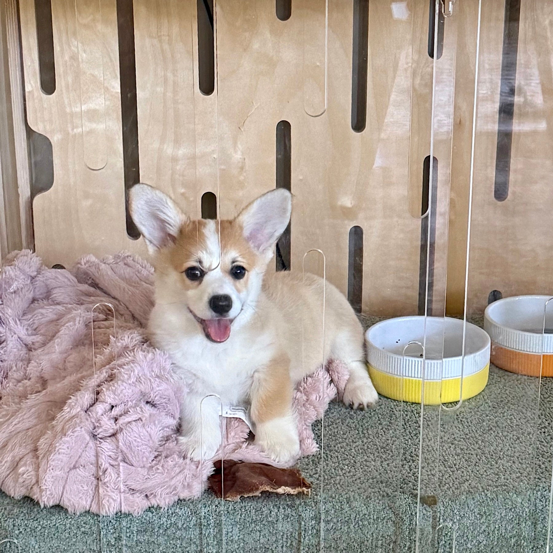 Medium Teddy Crate and Orthopaedic Mat Bundle