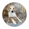 Molly the Sheepskin Mat
