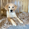 Molly the Merino Mat Topper