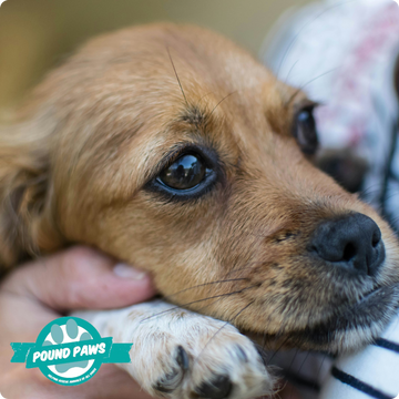 Help us help <a href="https://www.poundpaws.com.au/" title="https://www.poundpaws.com.au/">Pound Paws</a>