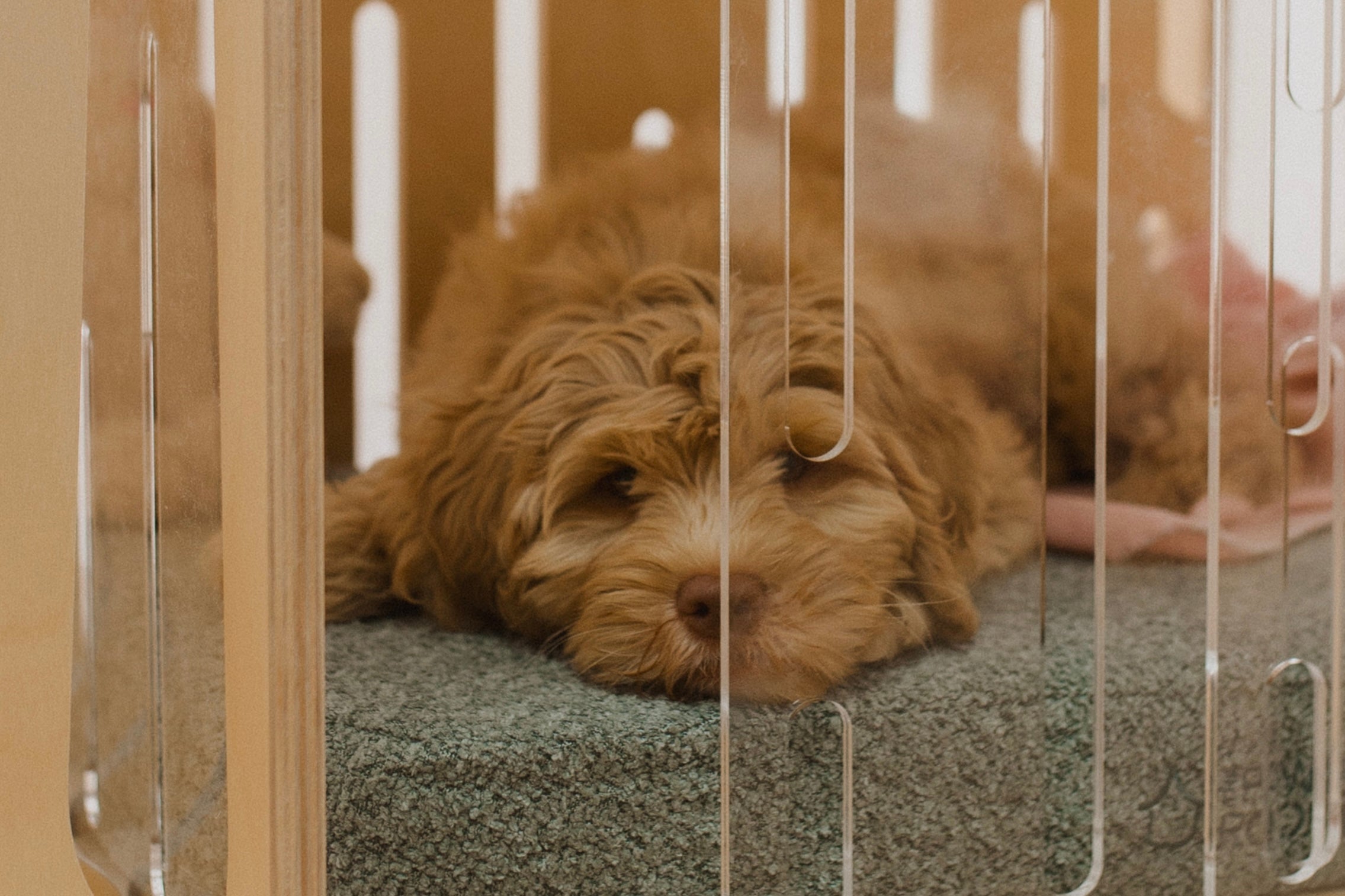 The Paws Room
