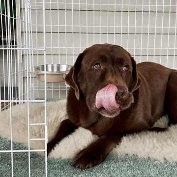 A chocolate Labrador retriever lying on a Molly merino sheepsking inside a white wire crate from Kmart, licking its lips. The Nook No Tip Bowl Stationl is mounted on the crate wall behind the dog.
