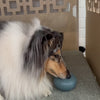 Pebble Enrichment Toy