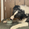 Trove Enrichment Pup Cup
