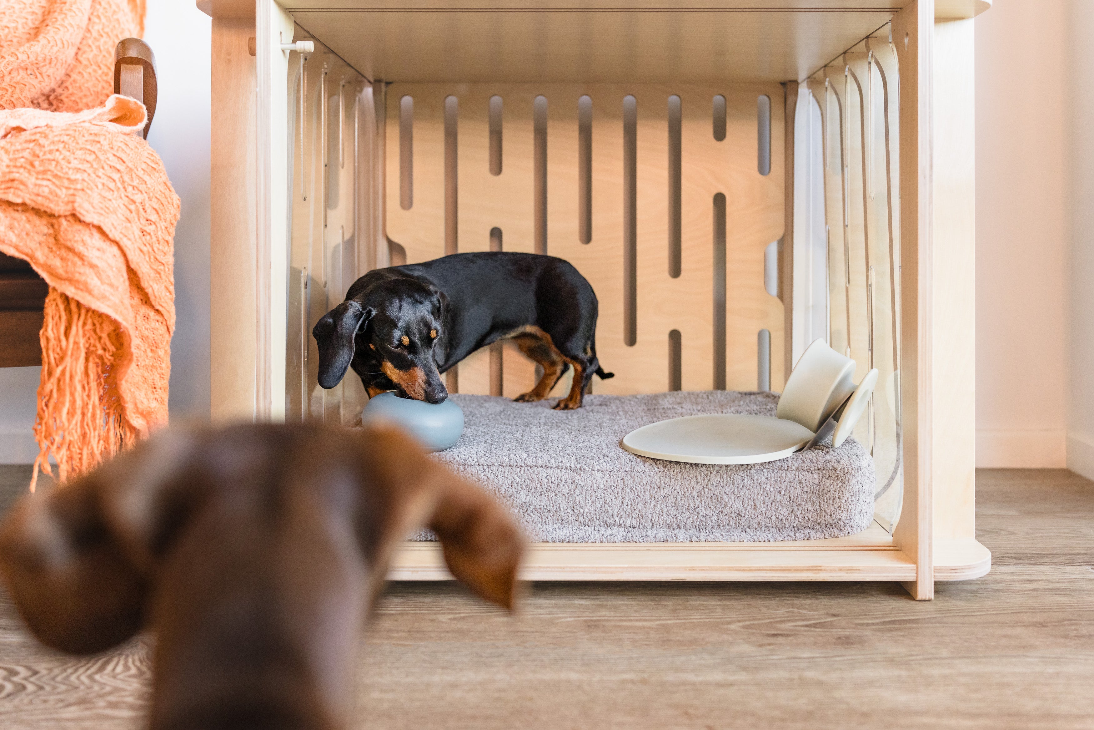 The Paws Room