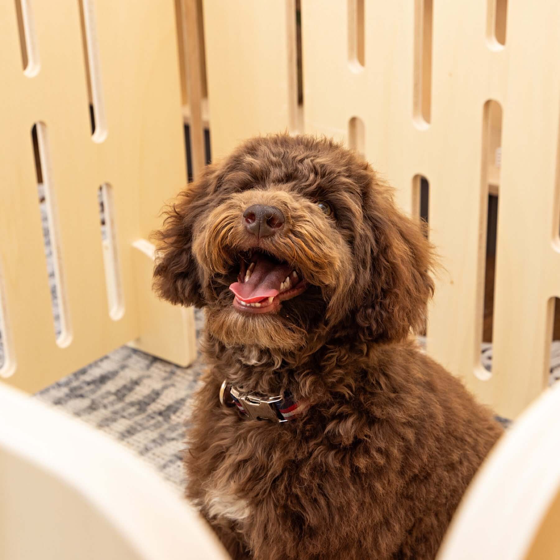 A brown puppy seated inside the wooden 'Buddy The Modern Puppy Pen'