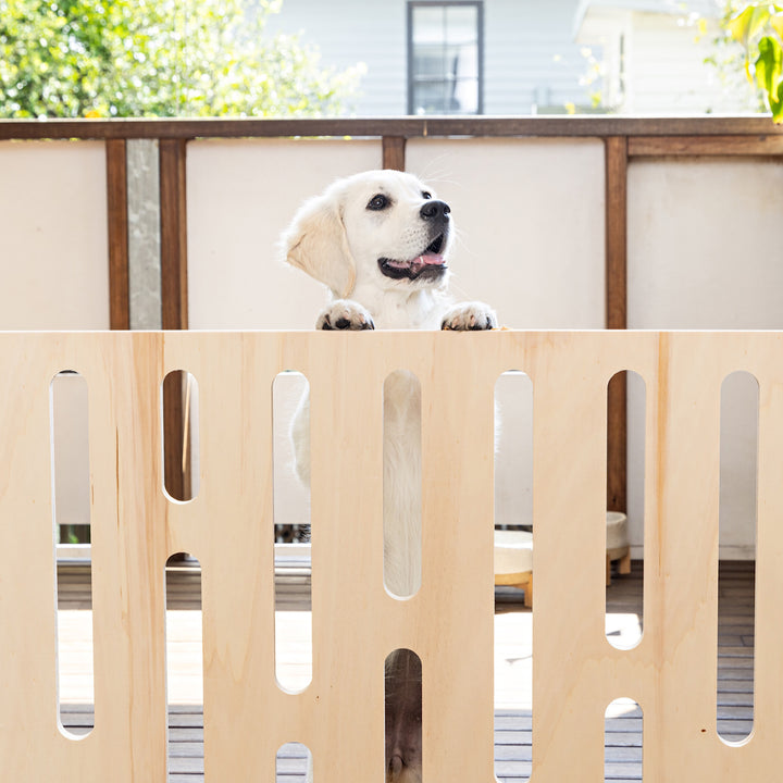Golden retriever puppy looks over the Buddy playpen fence, secure 
