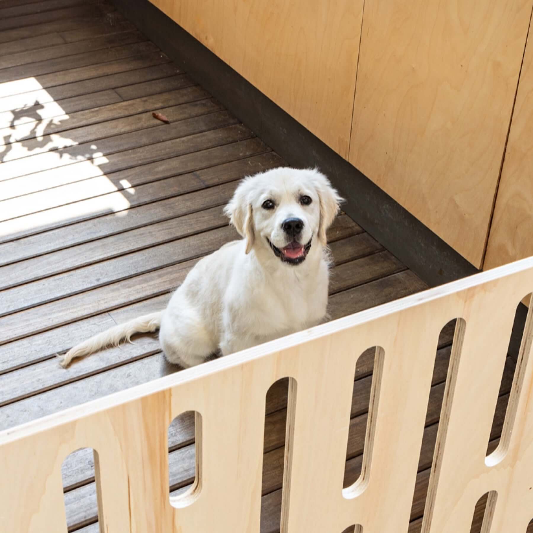 A puppy enjoying its time in the spacious 'Buddy The Modern Puppy Pen'